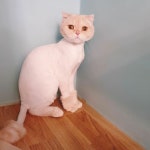 고양이미용호텔 캣츠앤