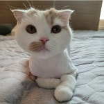 고양이미용호텔 캣츠앤