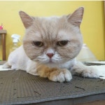 고양이미용호텔 캣츠앤