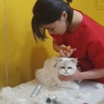 고양이미용호텔 캣츠앤
