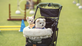 가평모나코애견펜션