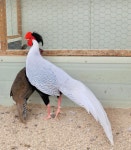 모아모아금계농장