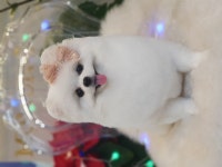 머멍펫살롱