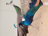 모아모아금계농장