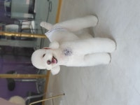 머멍펫살롱