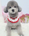 몽story애견미용실