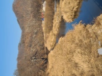 초평밤나무캠핑장