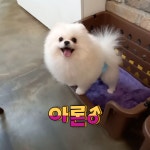 메르시몽프레 포메분양 & 애견카페