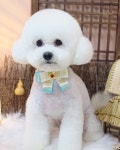 몽story애견미용실