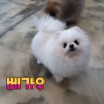 메르시몽프레 포메분양 & 애견카페