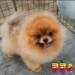 메르시몽프레 포메분양 & 애견카페
