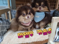 메르시몽프레 포메분양 & 애견카페