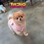 메르시몽프레 포메분양 & 애견카페