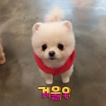 메르시몽프레 포메분양 & 애견카페