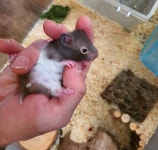 패러그린 대연점