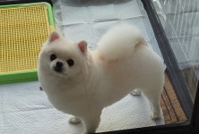 순독