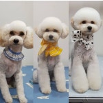 몽story애견미용실