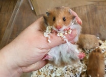 패러그린 대연점