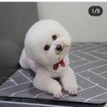몽story애견미용실
