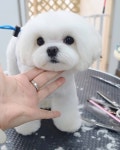몽story애견미용실