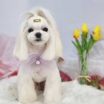 몽story애견미용실
