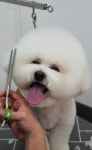 퍼피루스