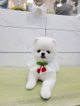 나나펫 동탄2신도시점