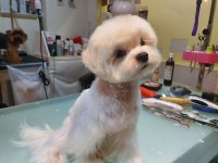 마스터그루밍클럽