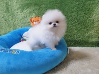 광주강아지분양 고양이분양 펫왕국