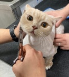 함께냥 본점