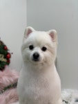 블링블링하개
