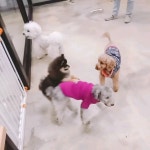 애견보육센터 하늘개린이집