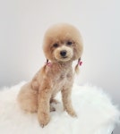 흰둥이검둥이꾸미는날