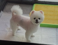 순독