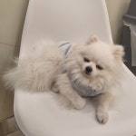 부산애견호텔유치원 우리집첫째