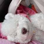 부산애견호텔유치원 우리집첫째