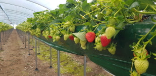 이장네 딸기농장