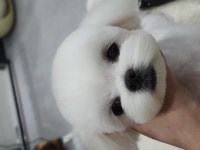 고아똥펫그루밍