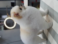 고아똥펫그루밍