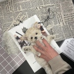 멍멍이냥 강아지분양