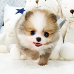 해피애견타운 강아지고양이 서울 충무로점