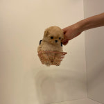 멍멍이냥 강아지분양