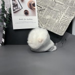 멍멍이냥 강아지분양