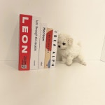 멍멍이냥 강아지분양