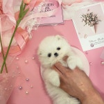 멍멍이냥 강아지분양