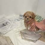 멍멍이냥 강아지분양