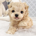 해피애견타운 강아지고양이 서울 충무로점