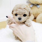 해피애견타운 강아지고양이 서울 충무로점