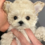 멍멍이냥 강아지분양