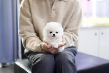 펫퍼스트 24시 강아지분양 고양이분양 파주운정점